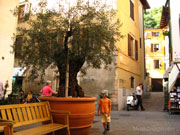 arco