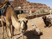 Jordan Women